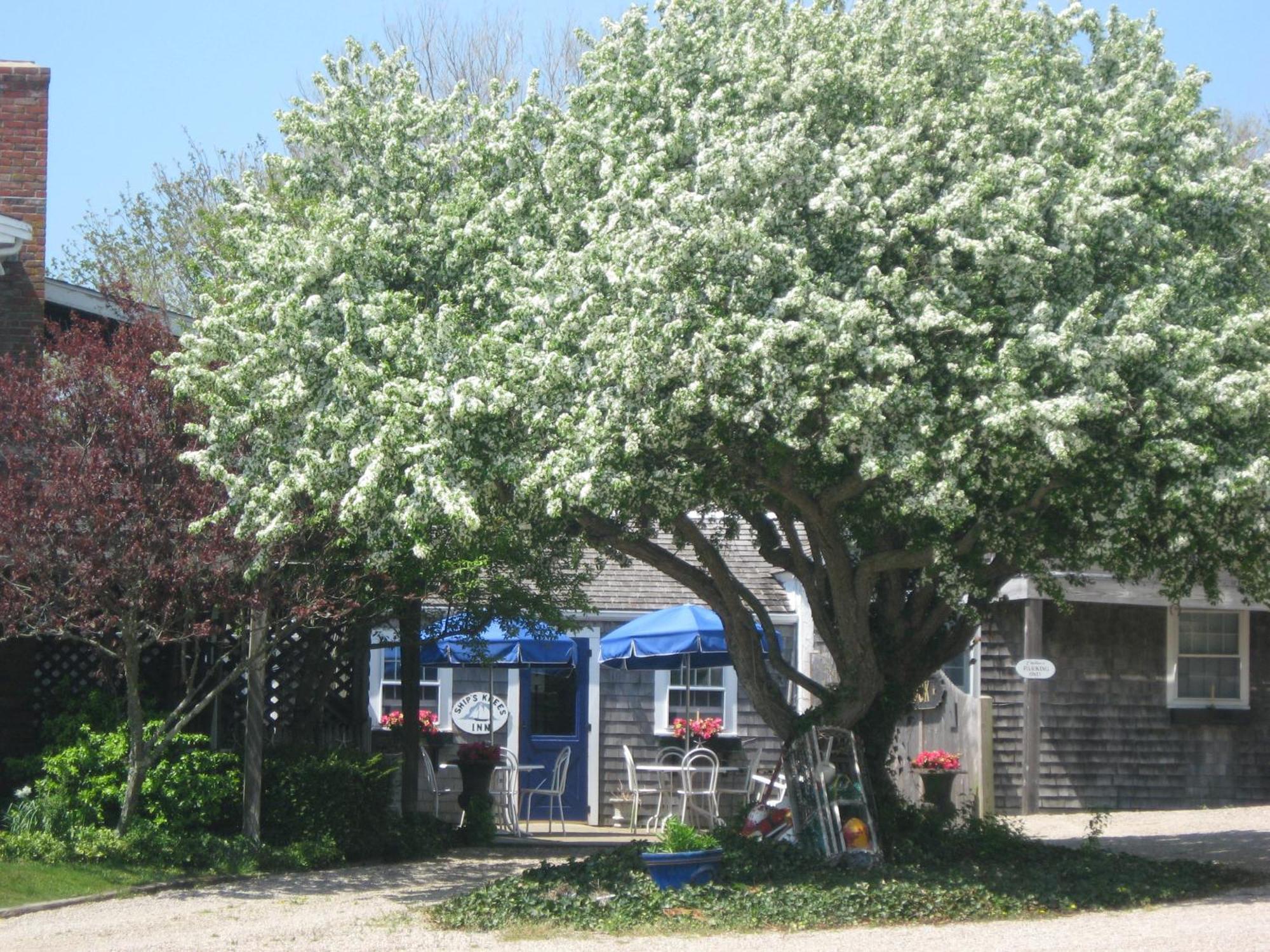 Ship'S Knees Inn East Orleans Bagian luar foto